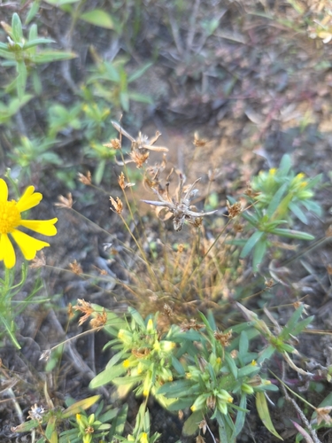 Bulbostylis barbata observed 2026-10-25