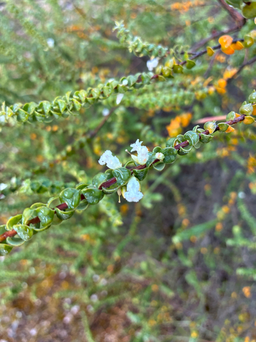 Styphelia cordifolia observed 2026-10-26