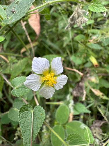 Herissantia crispa observed 2026-10-25