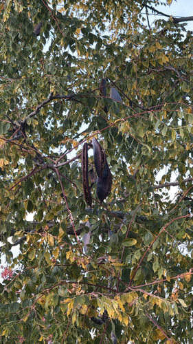 Gymnocladus dioicus, 2026-10-25