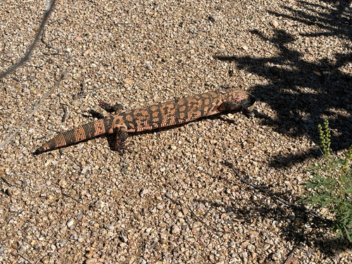Heloderma suspectum, 2026-10-25
