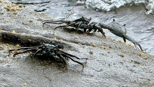 Grapsus grapsus, 2026-10-25