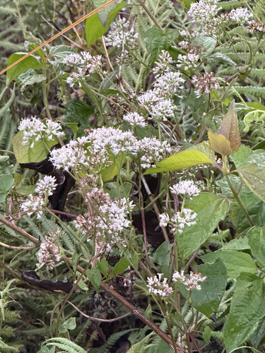 Mikania scandens observed 2026-10-25