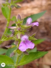 Salvia duripes