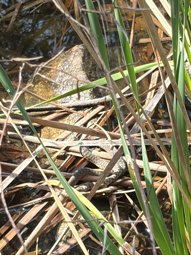 Tropidonophis observed 2026-10-26