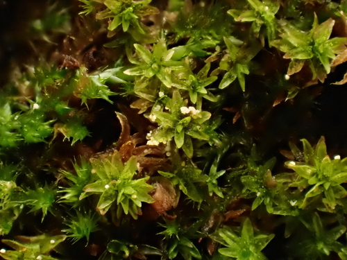 Nyholmiella obtusifolia observed 2026-10-25