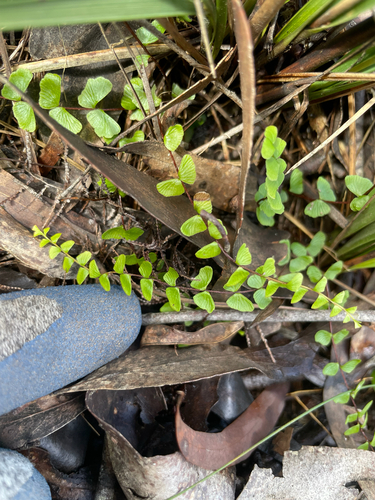 Lindsaea linearis observed 2026-10-26
