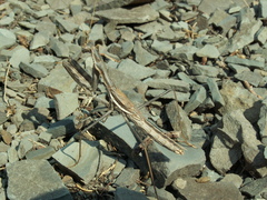 Bolivaria brachyptera