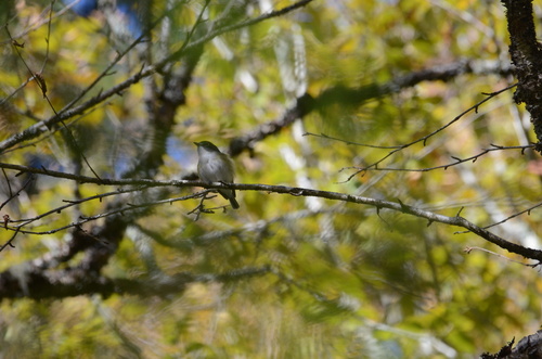 Blue-headed Vireo