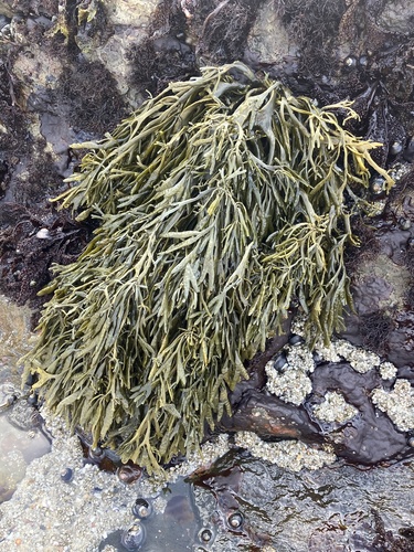 Pelvetia fastigiata observed 2026-10-25