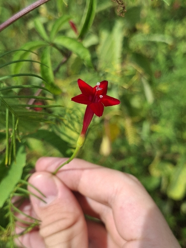 Ipomoea quamoclit observed 2026-10-25