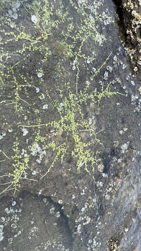 Caulerpa observed 2026-10-25