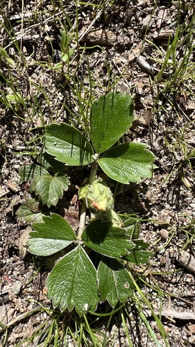 Fragaria chiloensis observed 2026-10-25