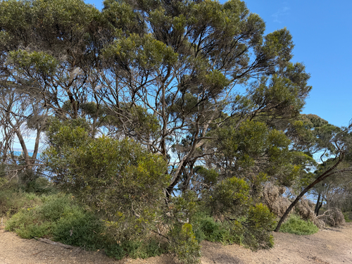 Eucalyptus cneorifolia observed 2026-10-25