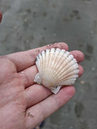 Pecten novaezelandiae observed 2026-10-26