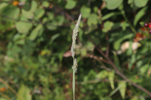 Muhlenbergia racemosa observed 2026-08-09