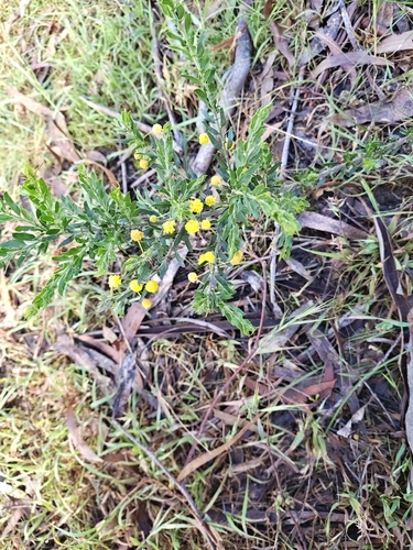 Acacia paradoxa observed 2026-10-26