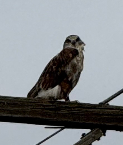 Ferruginous Hawk