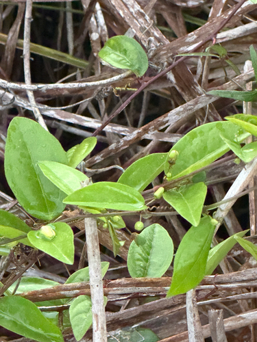 Passiflora suberosa observed 2026-10-25