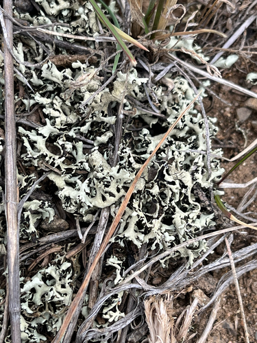Tumbleweed Shield Lichen