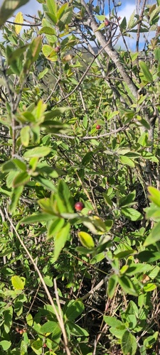 Coyotillo