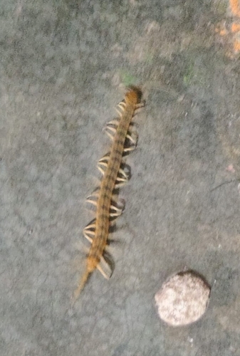Escolopendra tigre