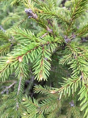 Picea abies