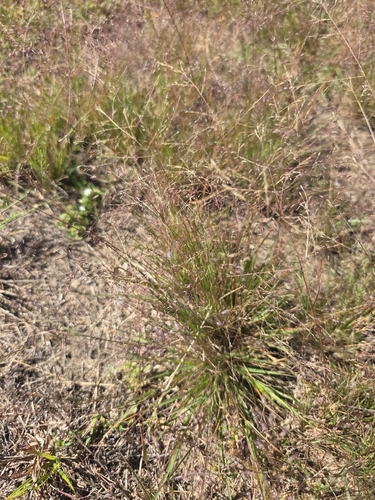 Eragrostis pilosa observed 2026-10-25