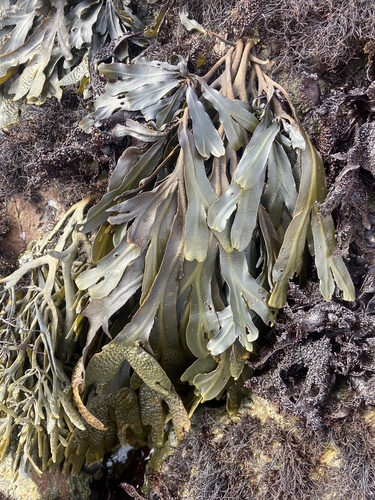 Fucus distichus observed 2026-10-25