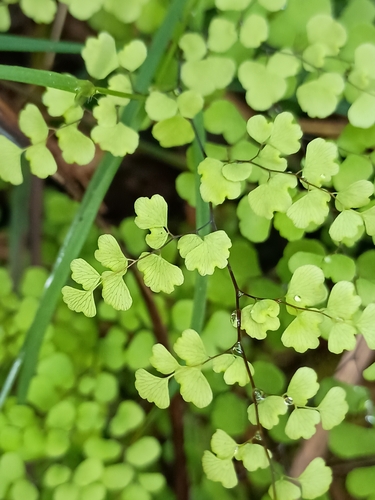 Adiantum aethiopicum observed 2026-10-26