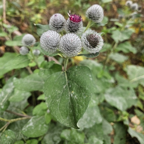Arctium lappa observed 2026-10-25