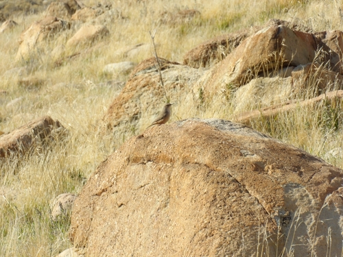 Rock Wren