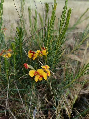Dillwynia glaberrima observed 2026-10-26