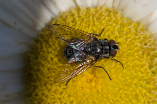 Stable Fly