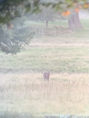 Red Deer