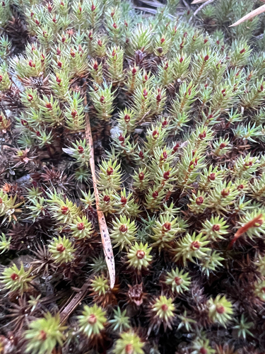 Polytrichum piliferum observed 2026-10-25