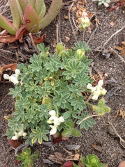 Lupinus microcarpus microcarpus