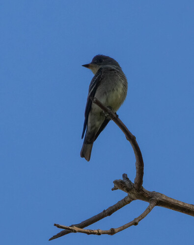Western Wood-Pewee