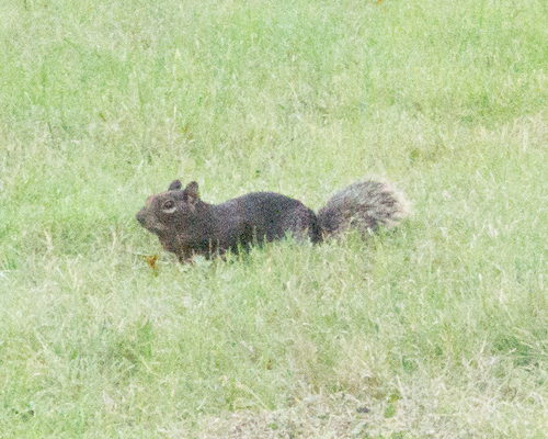 Rock Squirrel