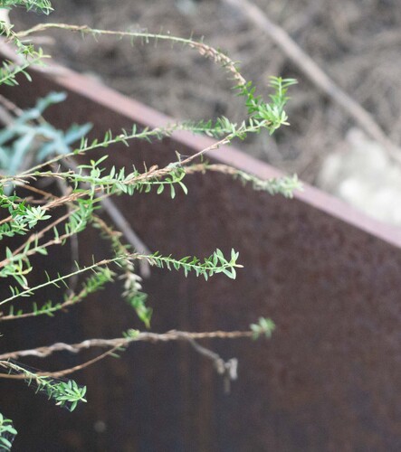 Velvetweed