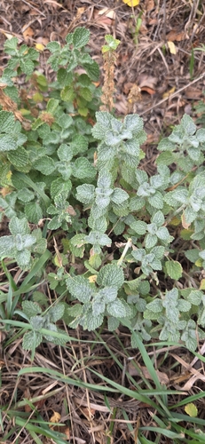 White Horehound