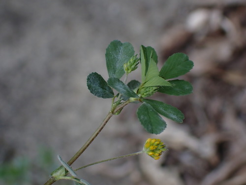 Trifolium dubium observed 2026-10-26