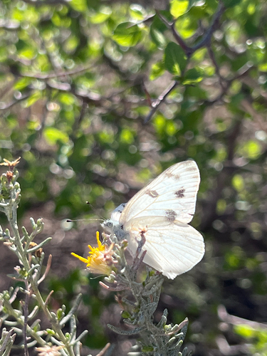 Checkered White