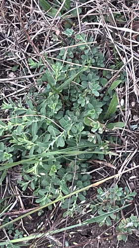 Smartweed Leafflower