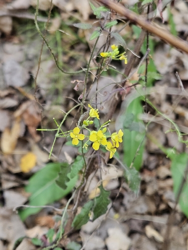 Sisymbrium, 2026-10-25