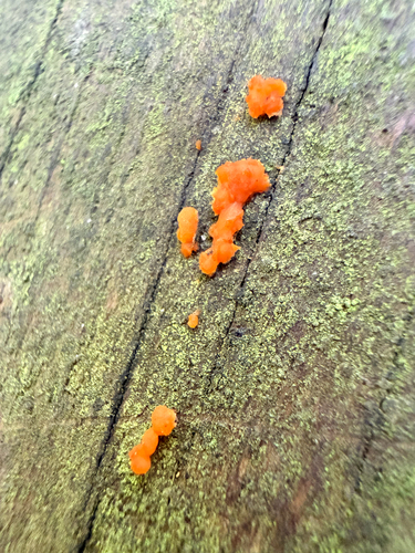 Dacrymyces stillatus, 2026-10-25