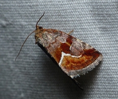 Deltote bellicula