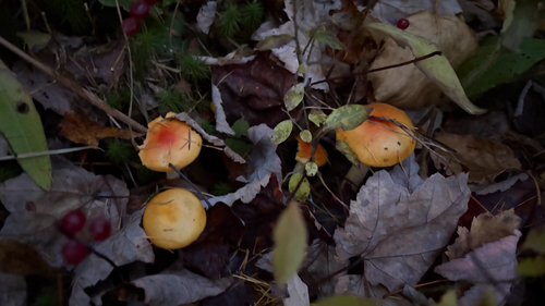 Common Gilled Mushrooms and Allies