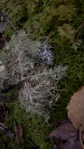 Bushy beard lichen