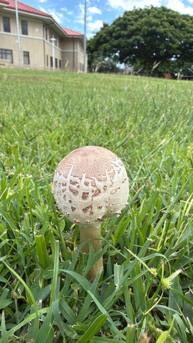 Lepiota observed 2026-10-25